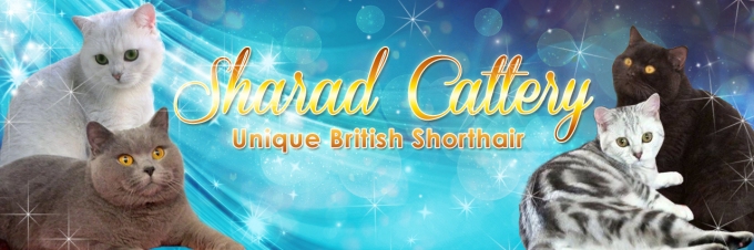 Sharad Cattery breeders of British Shorthair and Bombay Cats